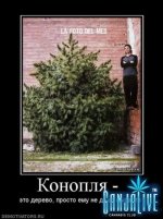 263106_konoplya-.thumbnail.jpg