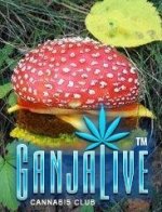 canpic112.jpg