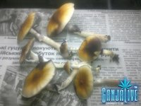 Фото0894.jpg