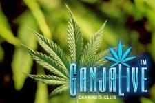 australia-calls-for-the-legalization-of-cannabis-world-wide.jpg australia-calls-for-the-legalization-of-cannabis-world-wide.jpg