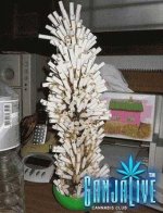 canpic155.jpg