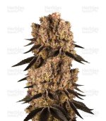 purple-punch-strain__NY6p1CCaQA2AXkYn.jpg