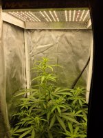 WhatsApp Image 2021-05-20 at 15.32.42 (2).jpeg