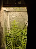 WhatsApp Image 2021-05-20 at 15.32.42.jpeg