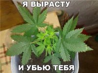 1431038758_prikoly-16.jpg