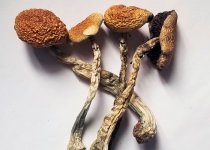 buy-psilocybe-cubensis.jpg