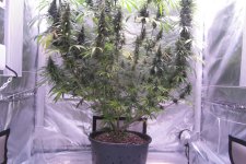 IMG_5290.JPG