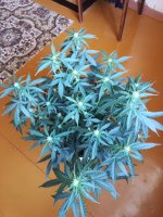 IMG_20210604_171546.jpg