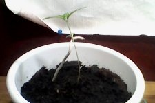 IMG_20210609_003116.jpg