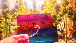 ganjalivepsyjune.jpg