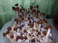 Golden Teacher 5 день.jpg