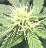 8EF61ED1-0FAA-42A5-A292-04B1A2CF5F74.jpeg