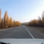 gif-дорога-лось-промазал-6207020.gif