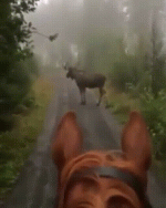 gif-лошадка-лось-живность-4201921.gif