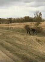 гифки-живность-лось-5945866.gif