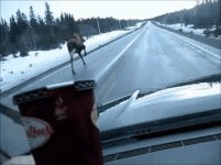 гифки-Канада-дорога-лось-3632450.gif