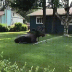 гифки-лось-6090601.gif