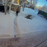 гифки-лось-гараж-5677814.gif