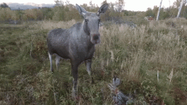 гифки-лось-дрон-3532206.gif