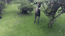 гифки-лось-живность-3379880.gif