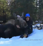 гифки-лось-здоровый-сука-6275979.gif