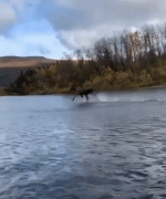гифки-лось-река-6197234.gif