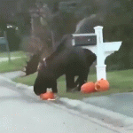гифки-лось-тыквы-5541718.gif