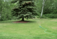 лось-гифки-3797714.gif