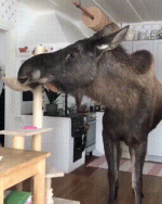 лось-гифки-большие-гифки-4323715.gif