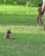 лось-кот-гиф-5280552.gif