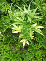 IMG_20210619_093403.jpg