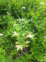 IMG_20210619_093357.jpg
