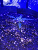 IMG_20210621_124348.jpg