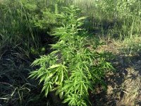 Auto White Widow 47 дней, 95 см..jpg