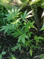 IMG_20210630_081007.jpg