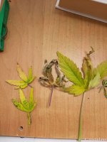 photo_2021-07-01_11-18-54 (2).jpg