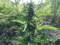 Auto WW 62 дня..jpg