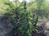 Auto WW 62 дня.jpg