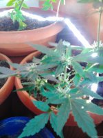 Lenovo_A1000_IMG_20210706_135505.jpg