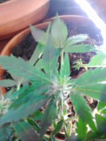 Lenovo_A1000_IMG_20210706_135455.jpg