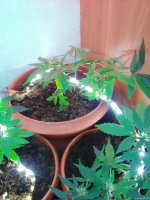 Lenovo_A1000_IMG_20210706_135438.jpg