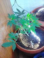 Lenovo_A1000_IMG_20210706_135432.jpg