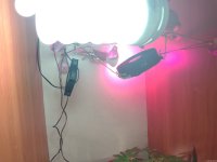 IMG_20210706_200520.jpg