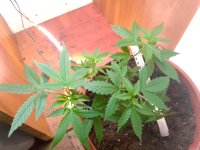 IMG_20210706_200901.jpg