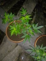 IMG_20210710_022357.jpg