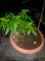 IMG_20210710_022314.jpg