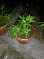 IMG_20210710_022321.jpg