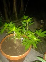 IMG_20210710_022327.jpg