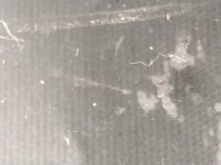 IMG_20210703_072754.jpg