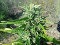 Auto WW  75 дней.jpg